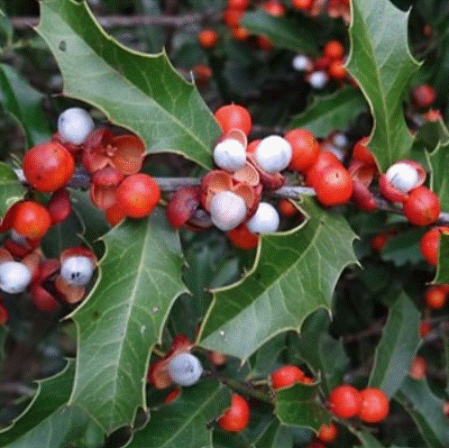 Espinheira Santa