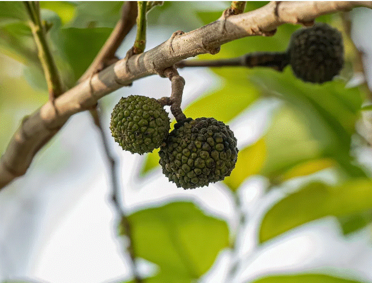 Chico magro ou Mutamba