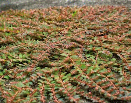 Quebra pedra rasteira