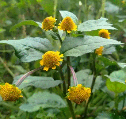 Jambu